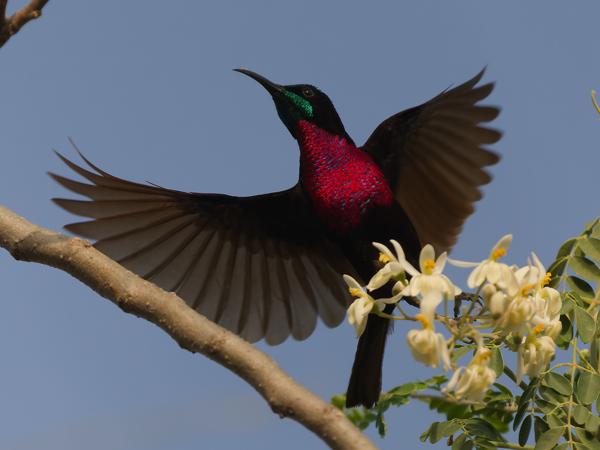 <h3><a href="/trips/gambia/biota/animalia/chordata/aves/040 passeriformes/112 nectariniidae/chalcomitra senegalensis/chalcomitra senegalensis-nl.html">Chalcomitra&nbsp;senegalensis</a> / Scarlet‑chested&nbsp;sunbird / Roodborsthoningzuiger</h3>OM-1 Mark II met OLYMPUS M.150-400mm F4.5, 1/2000 sec  bij F4.5, ISO 500, afstand 6.33&nbsp;m